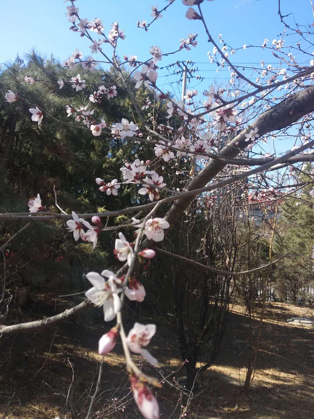 春日杏花